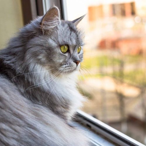 Кошка2